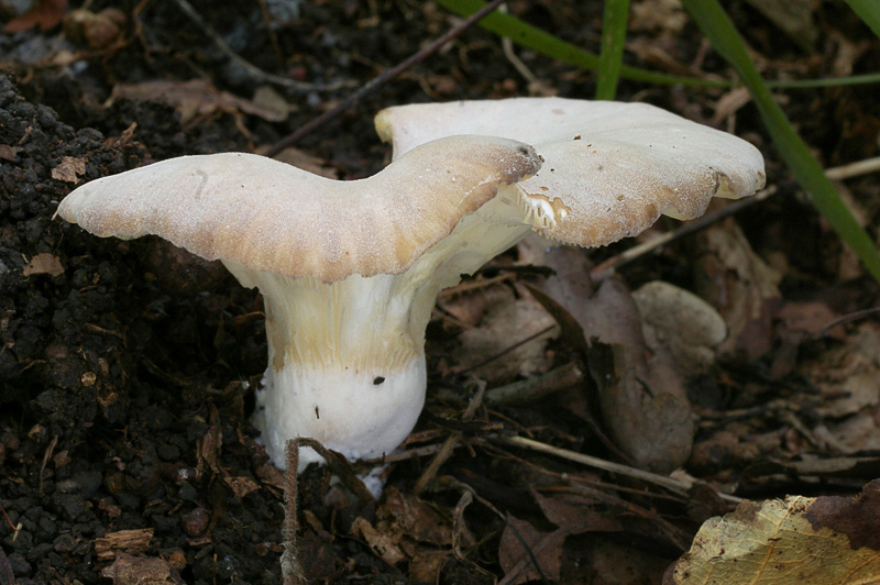 Hohenbuehelia geogenia